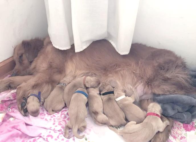 狗狗产前阵痛多久会生,狗狗产前宫缩的症状-第4张图片-后鲨宠物 狗狗产前阵痛多久会生,狗狗产前宫缩的症状-第4张图片-后鲨宠物