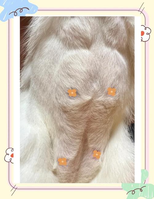 猫咪假孕什么症状_猫咪假孕的症状-第1张图片-后鲨宠物 猫咪假孕什么症状_猫咪假孕的症状-第1张图片-后鲨宠物