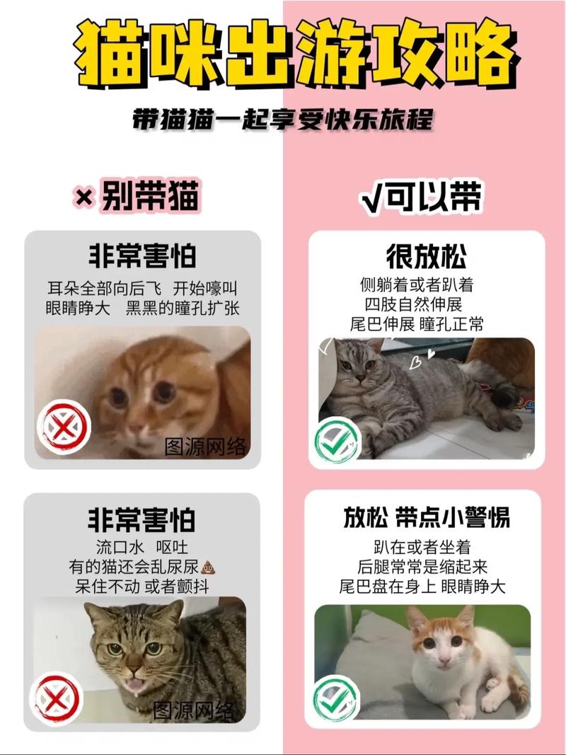 猫咪能带出去玩吗,猫咪能带着出去旅行吗?-第1张图片-后鲨宠物 猫咪能带出去玩吗,猫咪能带着出去旅行吗?-第1张图片-后鲨宠物