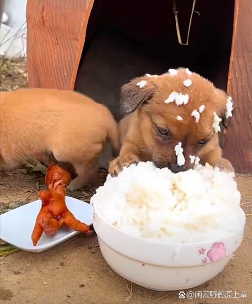 峨眉山景区能带狗狗吗,峨眉山景区可以带狗狗吗?-第3张图片-后鲨宠物 峨眉山景区能带狗狗吗,峨眉山景区可以带狗狗吗?-第3张图片-后鲨宠物