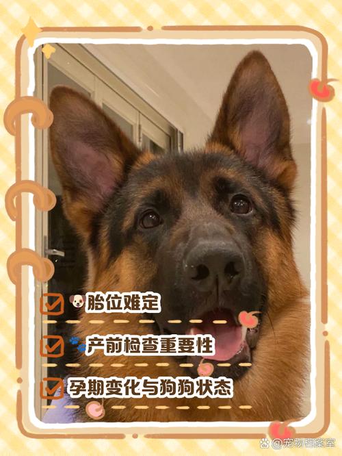 狗狗怀孕35天什么样子,狗狗怀孕三十五天症状-第2张图片-后鲨宠物 狗狗怀孕35天什么样子,狗狗怀孕三十五天症状-第2张图片-后鲨宠物