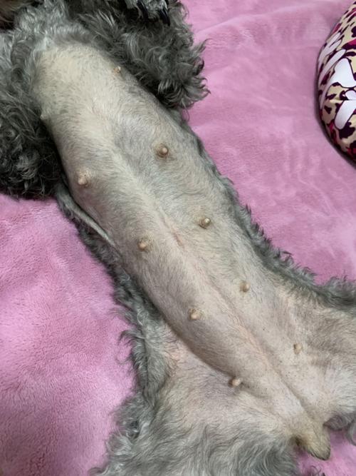 狗狗怀孕35天什么样子,狗狗怀孕三十五天症状-第4张图片-后鲨宠物 狗狗怀孕35天什么样子,狗狗怀孕三十五天症状-第4张图片-后鲨宠物