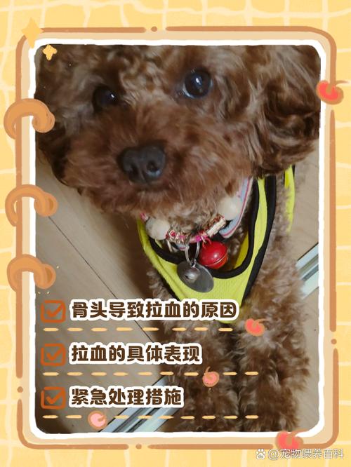 狗狗吃骨头吐血怎么办_狗吃骨头吐血但是精神挺好-第4张图片-后鲨宠物 狗狗吃骨头吐血怎么办_狗吃骨头吐血但是精神挺好-第4张图片-后鲨宠物