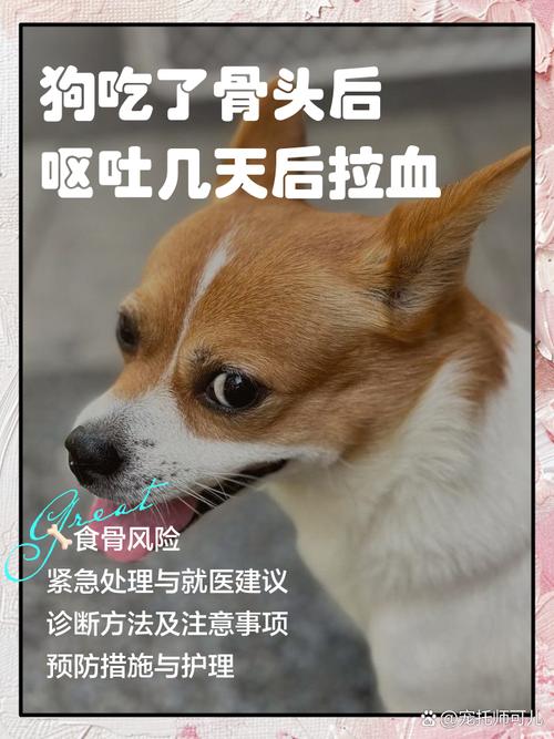 狗狗吃骨头吐血怎么办_狗吃骨头吐血但是精神挺好-第5张图片-后鲨宠物 狗狗吃骨头吐血怎么办_狗吃骨头吐血但是精神挺好-第5张图片-后鲨宠物