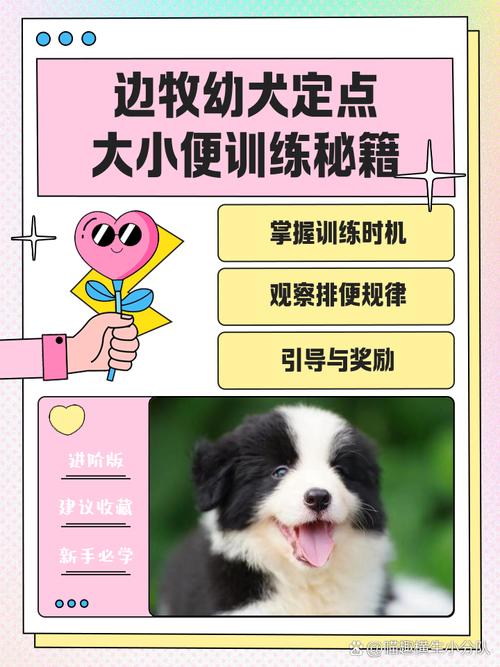 狗狗如何训练定点大小便，狗狗如何训练定点大小便的方法？
