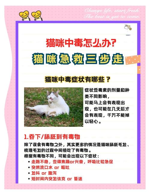 猫咪吃错东西怎么办,猫咪吃错东西会呕吐吗-第5张图片-后鲨宠物 猫咪吃错东西怎么办,猫咪吃错东西会呕吐吗-第5张图片-后鲨宠物
