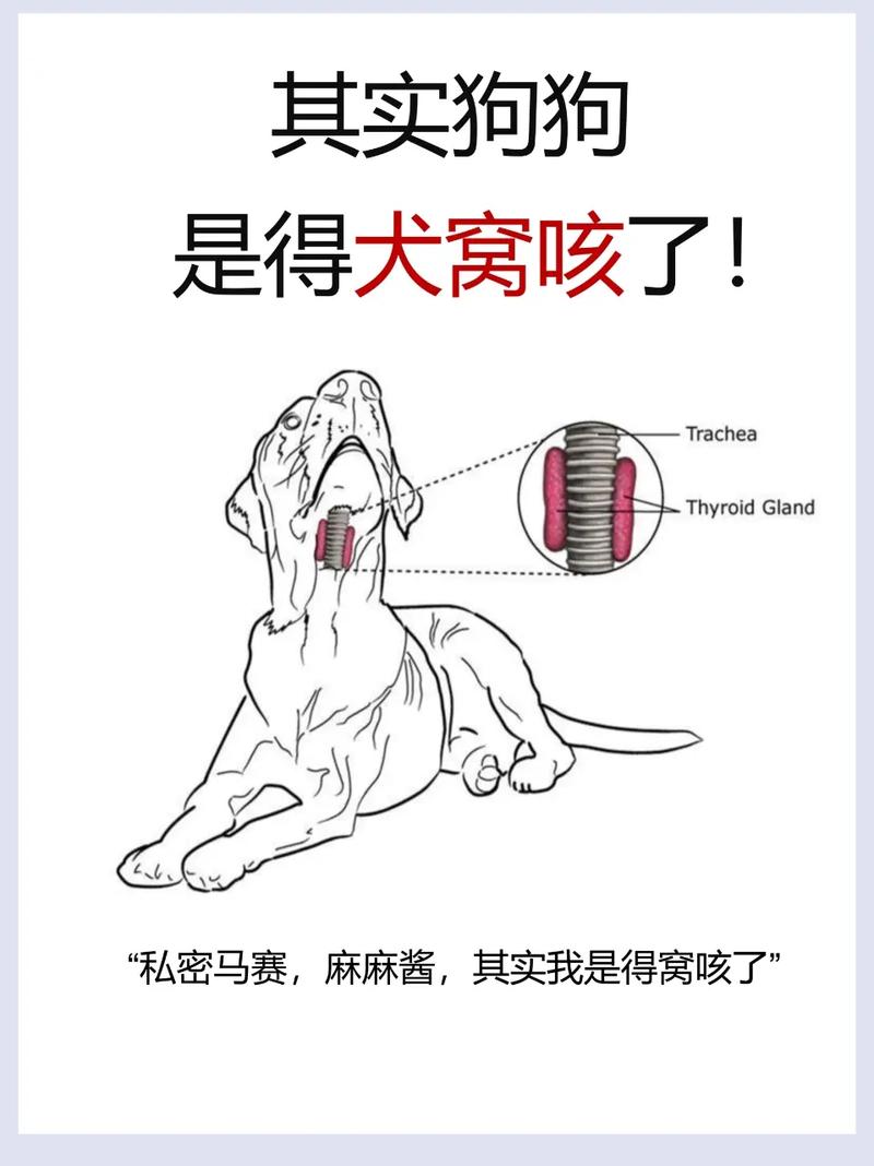 狗狗咳嗽是什么样的_狗狗咳嗽表现-第4张图片-后鲨宠物 狗狗咳嗽是什么样的_狗狗咳嗽表现-第4张图片-后鲨宠物