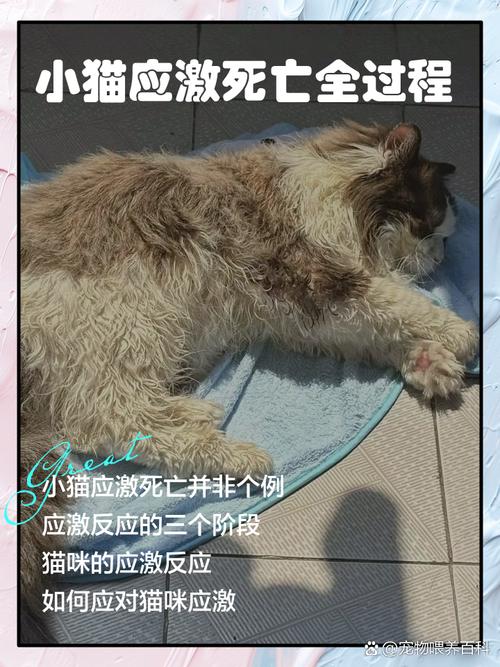 猫咪可以吃辣的东西吗,猫咪可以吃辣不-第3张图片-后鲨宠物 猫咪可以吃辣的东西吗,猫咪可以吃辣不-第3张图片-后鲨宠物