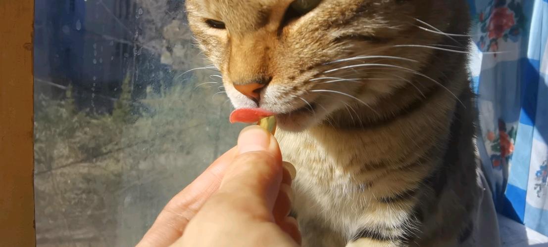 猫咪能吃奶油蛋糕吗,猫咪能吃奶油蛋糕吗为什么-第1张图片-后鲨宠物 猫咪能吃奶油蛋糕吗,猫咪能吃奶油蛋糕吗为什么-第1张图片-后鲨宠物