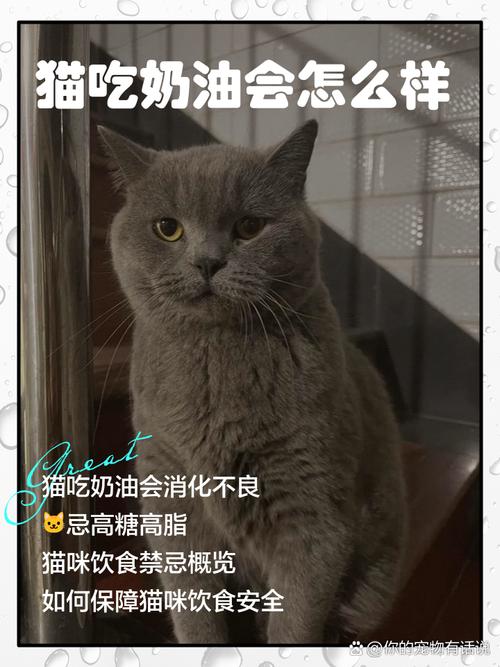 猫咪能吃奶油蛋糕吗,猫咪能吃奶油蛋糕吗为什么-第2张图片-后鲨宠物 猫咪能吃奶油蛋糕吗,猫咪能吃奶油蛋糕吗为什么-第2张图片-后鲨宠物