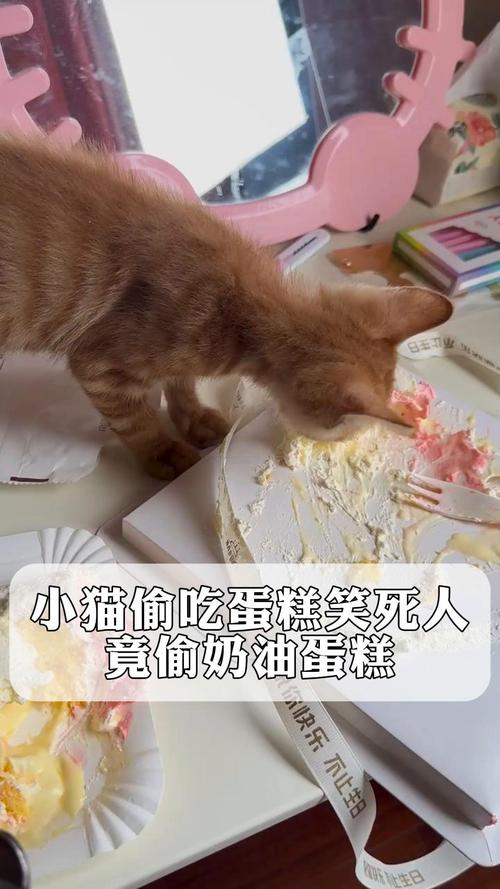 猫咪能吃奶油蛋糕吗,猫咪能吃奶油蛋糕吗为什么-第5张图片-后鲨宠物 猫咪能吃奶油蛋糕吗,猫咪能吃奶油蛋糕吗为什么-第5张图片-后鲨宠物