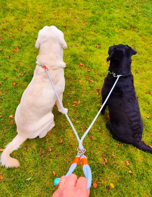 狗狗多大可以溜,狗狗多大可以遛狗-第1张图片-后鲨宠物 狗狗多大可以溜,狗狗多大可以遛狗-第1张图片-后鲨宠物