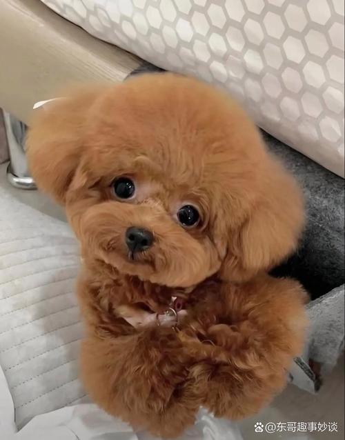 狗狗多大可以溜,狗狗多大可以遛狗-第3张图片-后鲨宠物 狗狗多大可以溜,狗狗多大可以遛狗-第3张图片-后鲨宠物