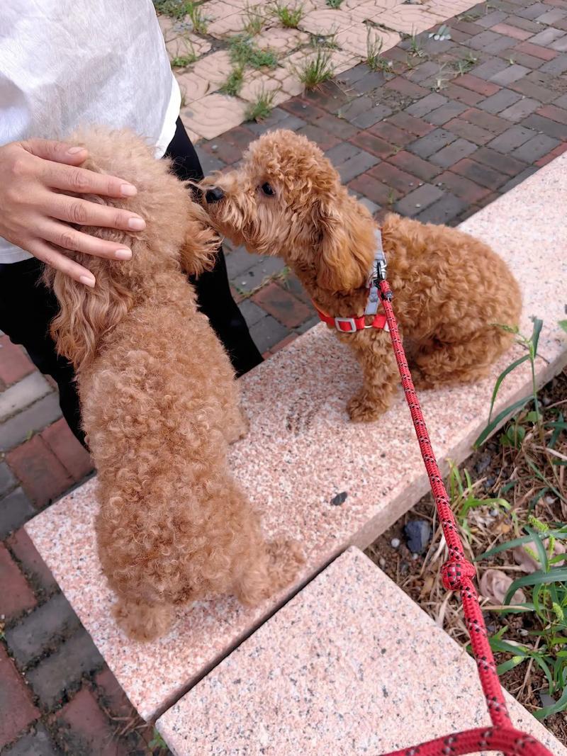 狗狗多大可以溜,狗狗多大可以遛狗-第4张图片-后鲨宠物 狗狗多大可以溜,狗狗多大可以遛狗-第4张图片-后鲨宠物