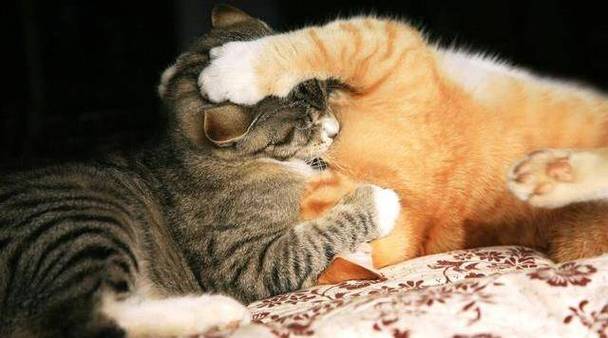 猫咪多久会发情,猫咪多久会发情啊-第2张图片-后鲨宠物 猫咪多久会发情,猫咪多久会发情啊-第2张图片-后鲨宠物