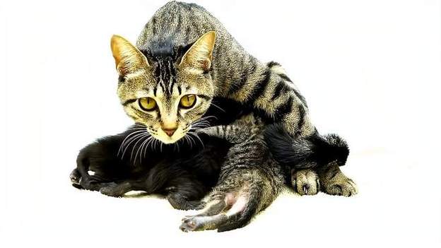 猫咪多久会发情,猫咪多久会发情啊-第5张图片-后鲨宠物 猫咪多久会发情,猫咪多久会发情啊-第5张图片-后鲨宠物