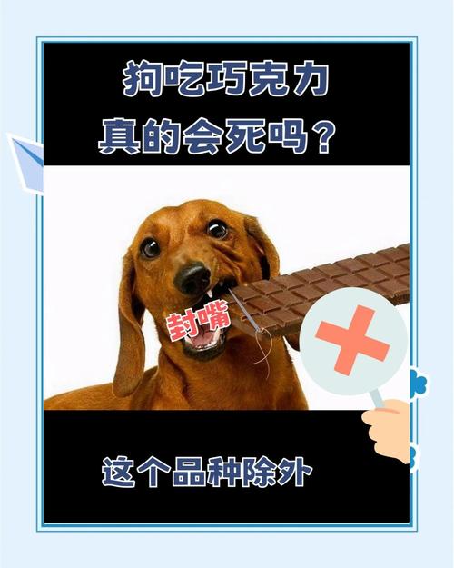 狗狗不能吃巧克力吗_狗狗不能吃巧克力是真的吗?