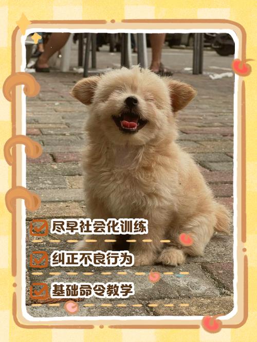 狗狗如何训练才听话_狗狗如何训练听话的方法-第2张图片-后鲨宠物 狗狗如何训练才听话_狗狗如何训练听话的方法-第2张图片-后鲨宠物