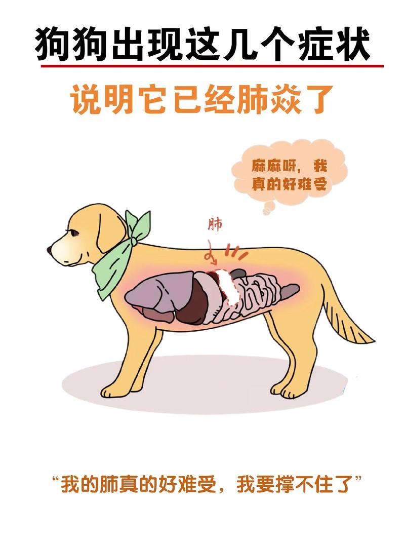 狗狗肺炎的症状,狗狗肺炎的比较好最快的治疗方法-第1张图片-后鲨宠物 狗狗肺炎的症状,狗狗肺炎的比较好最快的治疗方法-第1张图片-后鲨宠物