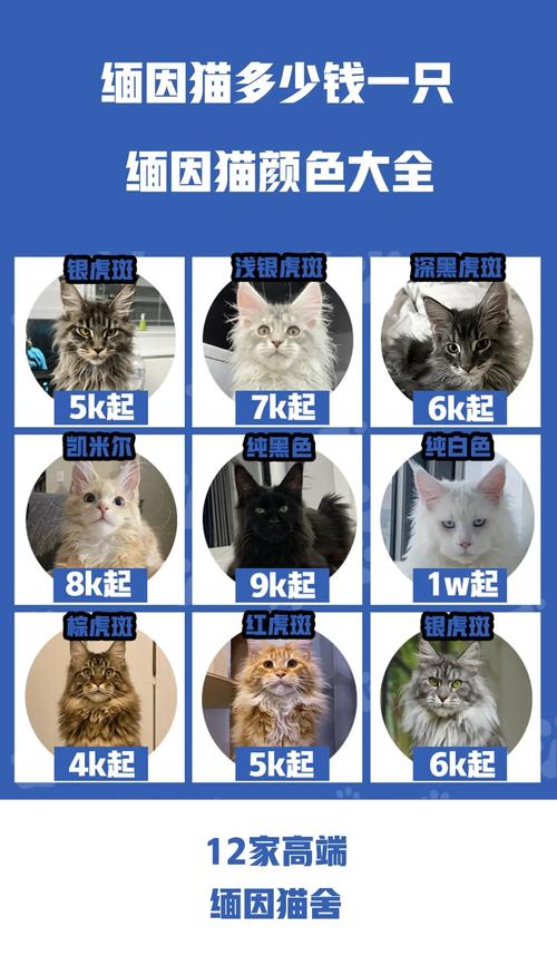 猫咪结扎手术多少钱_给猫咪做结扎手术需要多少钱-第2张图片-后鲨宠物 猫咪结扎手术多少钱_给猫咪做结扎手术需要多少钱-第2张图片-后鲨宠物