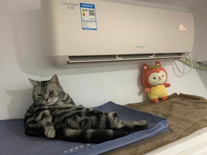 猫咪能吹空调吗_猫儿可不可以吹空调-第6张图片-后鲨宠物 猫咪能吹空调吗_猫儿可不可以吹空调-第6张图片-后鲨宠物