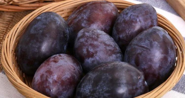 狗狗能吃西梅吗_狗狗能吃西梅吗?-第1张图片-后鲨宠物 狗狗能吃西梅吗_狗狗能吃西梅吗?-第1张图片-后鲨宠物