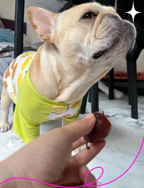 狗狗能吃西梅吗_狗狗能吃西梅吗?-第2张图片-后鲨宠物 狗狗能吃西梅吗_狗狗能吃西梅吗?-第2张图片-后鲨宠物