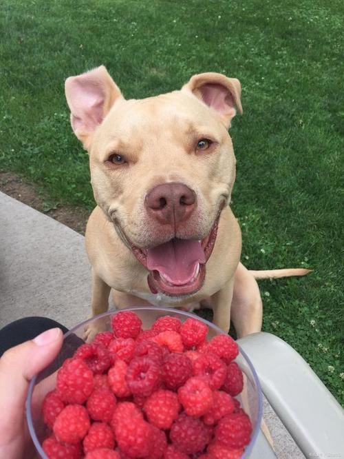 狗狗能吃西梅吗_狗狗能吃西梅吗?-第3张图片-后鲨宠物 狗狗能吃西梅吗_狗狗能吃西梅吗?-第3张图片-后鲨宠物