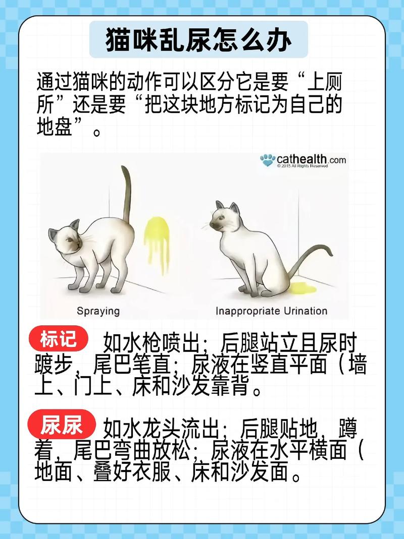 猫咪乱拉尿怎么办_猫猫乱拉乱尿是怎么办-第5张图片-后鲨宠物 猫咪乱拉尿怎么办_猫猫乱拉乱尿是怎么办-第5张图片-后鲨宠物