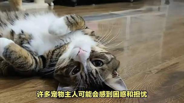 猫猫发情几天，猫猫发情几天过去-第4张图片-后鲨宠物