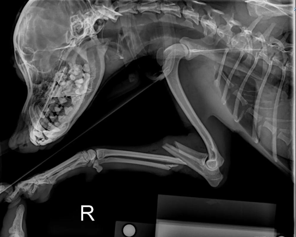狗狗骨折会一直叫吗,狗狗骨折会一直叫吗怎么办-第1张图片-后鲨宠物 狗狗骨折会一直叫吗,狗狗骨折会一直叫吗怎么办-第1张图片-后鲨宠物
