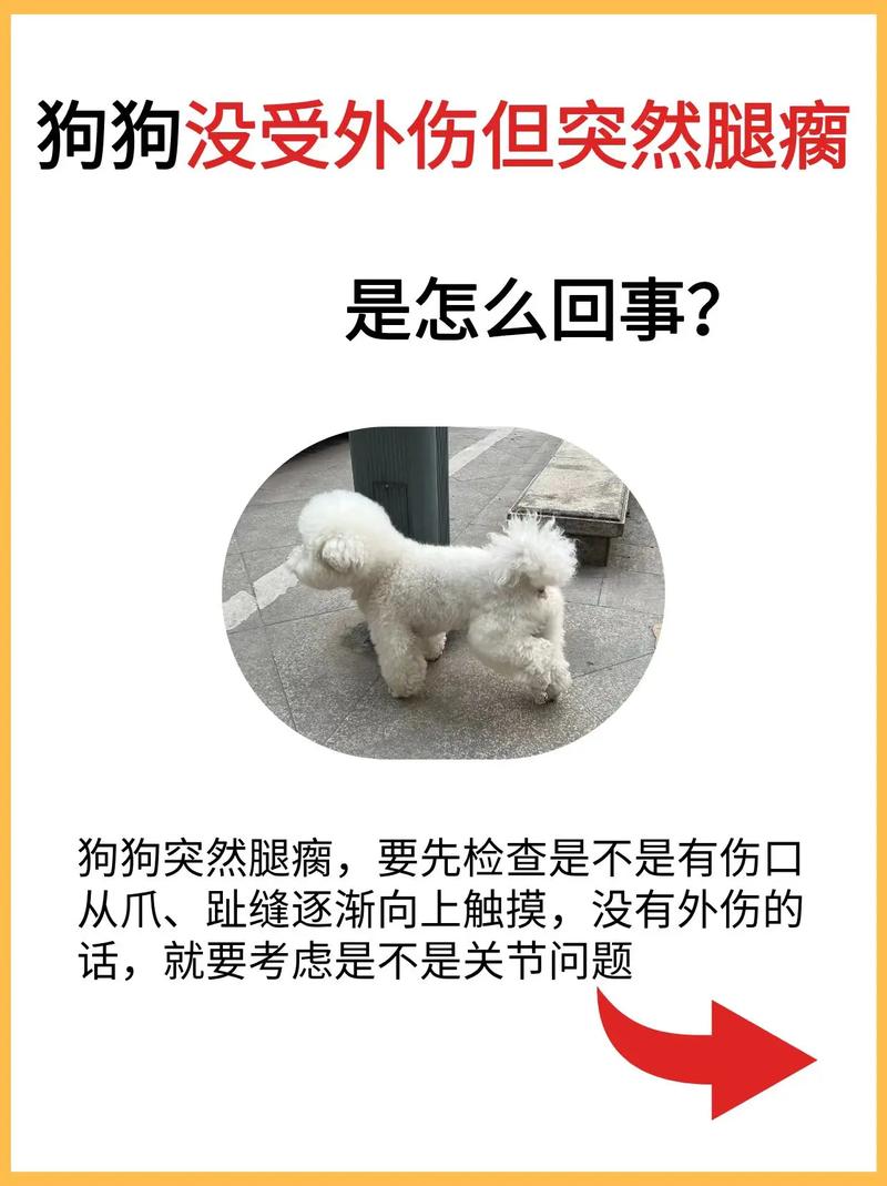 狗狗骨折会一直叫吗,狗狗骨折会一直叫吗怎么办-第2张图片-后鲨宠物 狗狗骨折会一直叫吗,狗狗骨折会一直叫吗怎么办-第2张图片-后鲨宠物