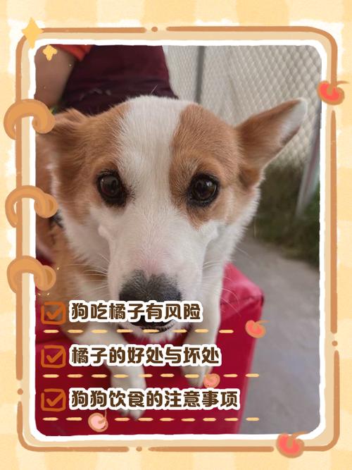 狗狗吃橘子好吗,狗吃橘子没事吧?-第3张图片-后鲨宠物 狗狗吃橘子好吗,狗吃橘子没事吧?-第3张图片-后鲨宠物