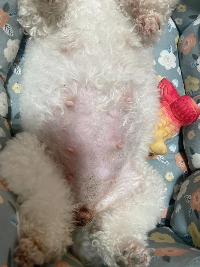 狗狗怀孕的症状,狗狗怀孕初期症状有哪些表现-第2张图片-后鲨宠物 狗狗怀孕的症状,狗狗怀孕初期症状有哪些表现-第2张图片-后鲨宠物