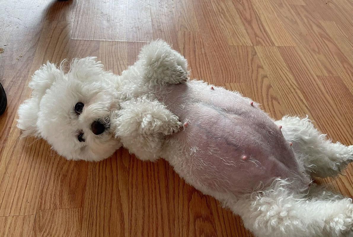 狗狗怀孕的症状,狗狗怀孕初期症状有哪些表现-第3张图片-后鲨宠物 狗狗怀孕的症状,狗狗怀孕初期症状有哪些表现-第3张图片-后鲨宠物