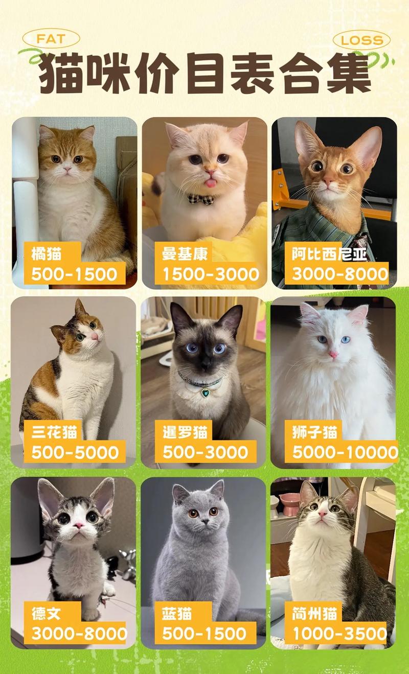 最便宜的猫咪品种,最便宜的猫排名?-第2张图片-后鲨宠物 最便宜的猫咪品种,最便宜的猫排名?-第2张图片-后鲨宠物