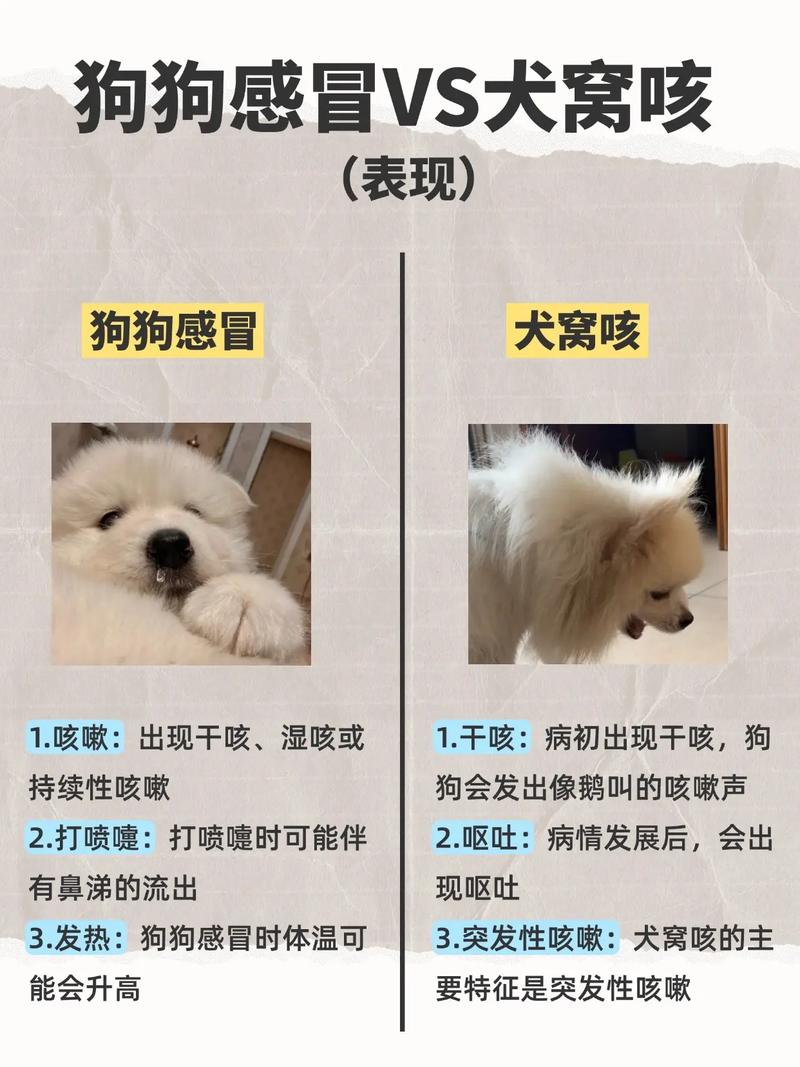 狗狗感冒的症状，狗狗感冒的症状是什么？-第4张图片-后鲨宠物