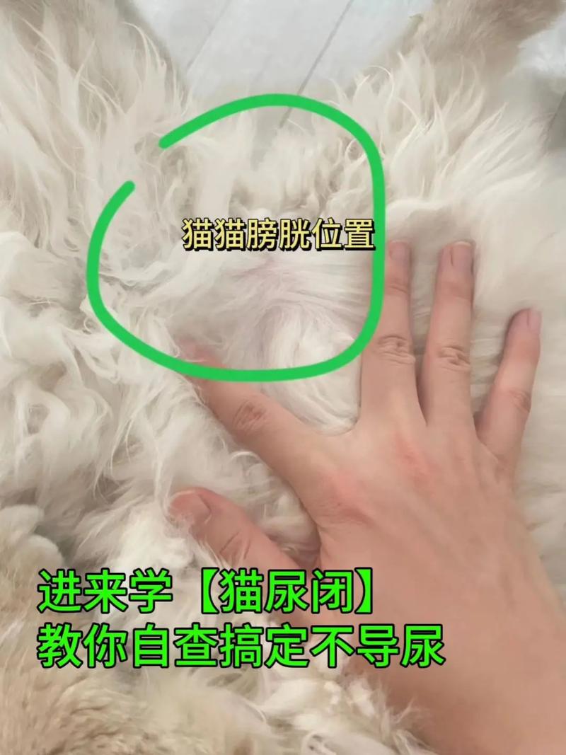 猫咪的膀胱在哪里,猫的膀胱在哪里图解?-第2张图片-后鲨宠物 猫咪的膀胱在哪里,猫的膀胱在哪里图解?-第2张图片-后鲨宠物