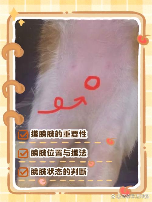 猫咪的膀胱在哪里,猫的膀胱在哪里图解?-第3张图片-后鲨宠物 猫咪的膀胱在哪里,猫的膀胱在哪里图解?-第3张图片-后鲨宠物