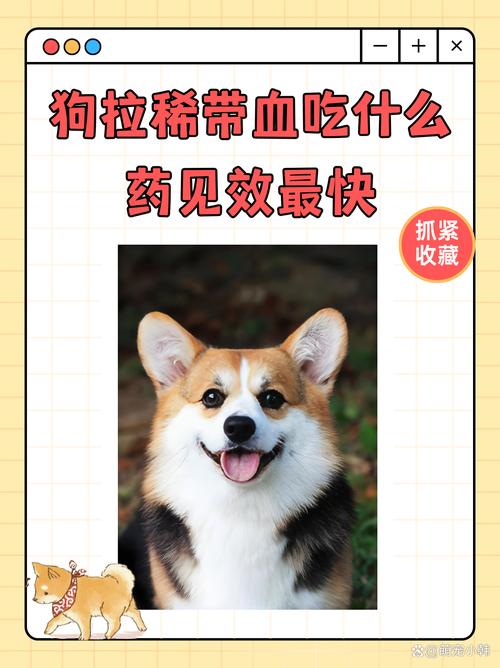 狗狗拉血用什么药比较好，狗狗拉血吃什么药好得快？