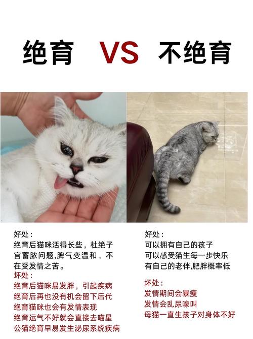  猫咪做绝育好不好，猫咪做绝育好不好公猫-第3张图片-后鲨宠物