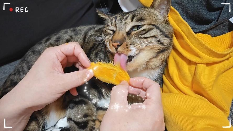 猫咪能不能吃芒果,猫咪能不能吃芒果冰棍-第3张图片-后鲨宠物 猫咪能不能吃芒果,猫咪能不能吃芒果冰棍-第3张图片-后鲨宠物