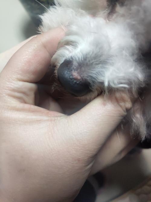 狗狗鼻子干怎么解决_狗狗鼻子干怎么办,原因竟然是-第1张图片-后鲨宠物 狗狗鼻子干怎么解决_狗狗鼻子干怎么办,原因竟然是-第1张图片-后鲨宠物