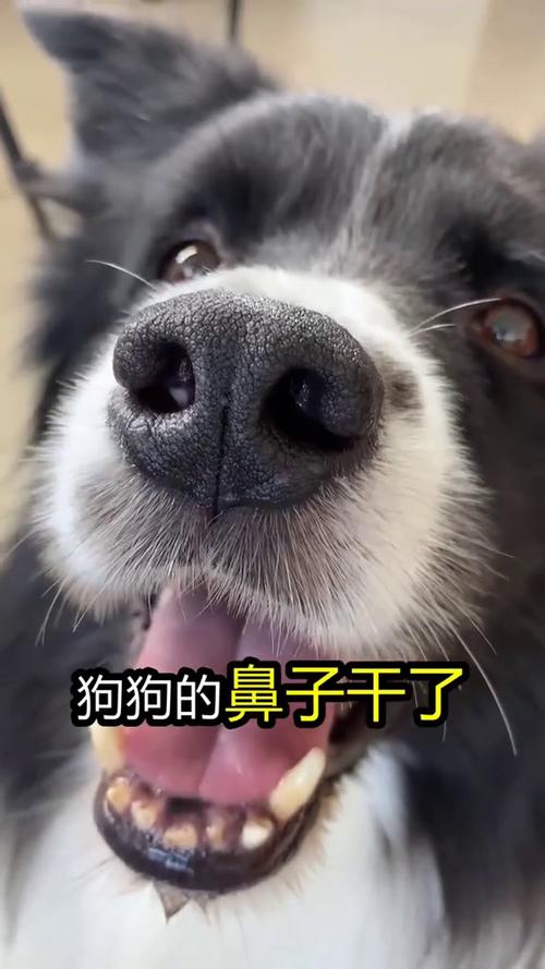狗狗鼻子干怎么解决_狗狗鼻子干怎么办,原因竟然是-第3张图片-后鲨宠物 狗狗鼻子干怎么解决_狗狗鼻子干怎么办,原因竟然是-第3张图片-后鲨宠物