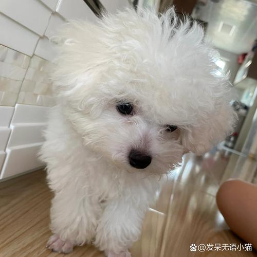 狗狗鼻子干怎么解决_狗狗鼻子干怎么办,原因竟然是-第5张图片-后鲨宠物 狗狗鼻子干怎么解决_狗狗鼻子干怎么办,原因竟然是-第5张图片-后鲨宠物