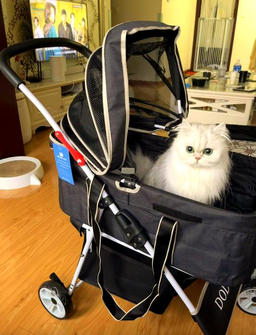  可以带狗狗坐地铁吗，狗能带上地铁么