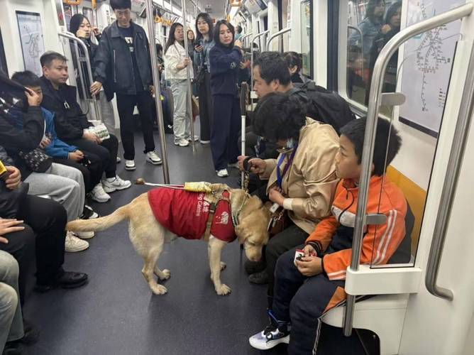 可以带狗狗坐地铁吗,狗能带上地铁么-第3张图片-后鲨宠物 可以带狗狗坐地铁吗,狗能带上地铁么-第3张图片-后鲨宠物