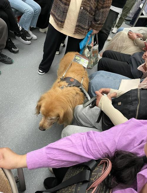 可以带狗狗坐地铁吗,狗能带上地铁么-第4张图片-后鲨宠物 可以带狗狗坐地铁吗,狗能带上地铁么-第4张图片-后鲨宠物