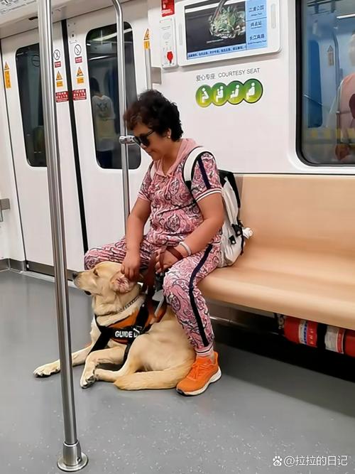 可以带狗狗坐地铁吗,狗能带上地铁么-第5张图片-后鲨宠物 可以带狗狗坐地铁吗,狗能带上地铁么-第5张图片-后鲨宠物
