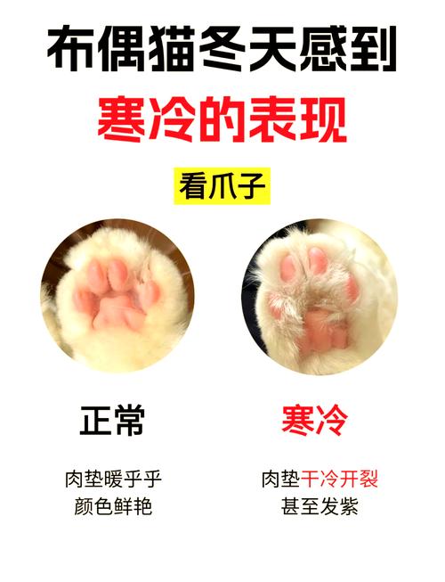 猫咪为什么怕冷_猫为何怕冷-第1张图片-后鲨宠物 猫咪为什么怕冷_猫为何怕冷-第1张图片-后鲨宠物